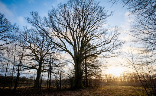 3. Sauserių ąžuolas.jpg